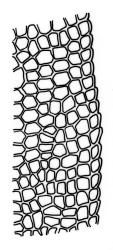 Fissidens exilis, laminal cells, margin of dorsal lamina. Drawn from J.E. Beever 66-43b, CHR 587268.
 Image: R.C. Wagstaff © Landcare Research 2014 